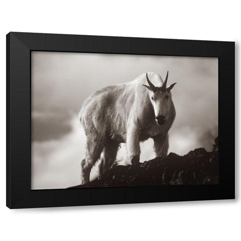 Mountain Goat Sepia Black Modern Wood Framed Art Print by Fitzharris, Tim