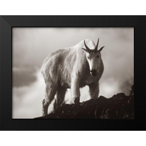 Mountain Goat Sepia Black Modern Wood Framed Art Print by Fitzharris, Tim