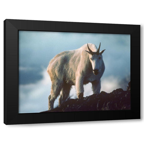 Mountain Goat Black Modern Wood Framed Art Print with Double Matting by Fitzharris, Tim