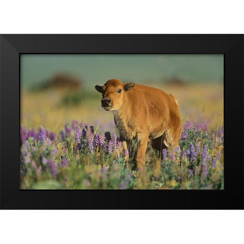 Bison calf Black Modern Wood Framed Art Print by Fitzharris, Tim