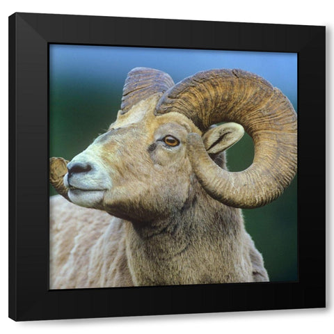 Rocky Mtn bighorn sheep Black Modern Wood Framed Art Print with Double Matting by Fitzharris, Tim