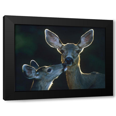 Mule deers Black Modern Wood Framed Art Print by Fitzharris, Tim