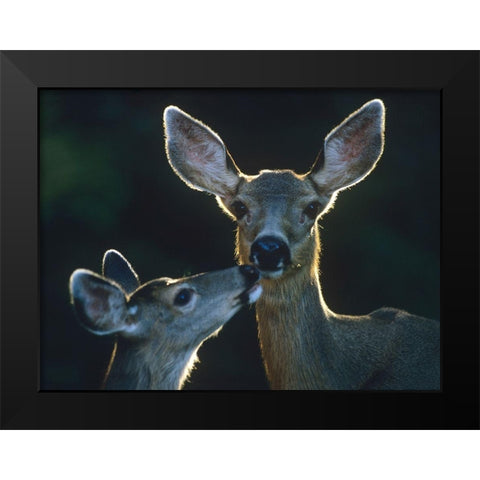 Mule deers Black Modern Wood Framed Art Print by Fitzharris, Tim