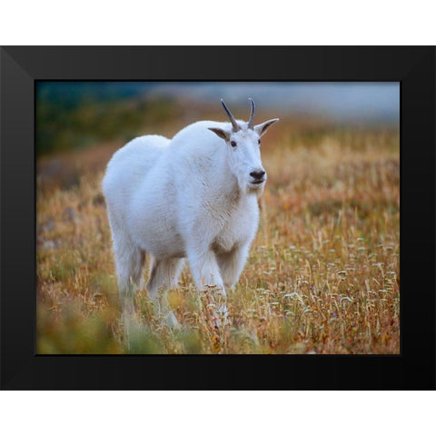 Mountain goat Black Modern Wood Framed Art Print by Fitzharris, Tim