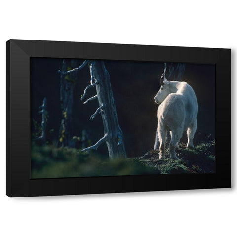 Mountain goat Black Modern Wood Framed Art Print by Fitzharris, Tim