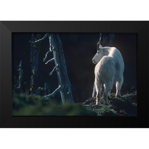 Mountain goat Black Modern Wood Framed Art Print by Fitzharris, Tim