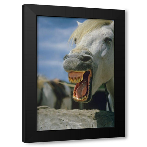 Horse laughing Black Modern Wood Framed Art Print by Fitzharris, Tim