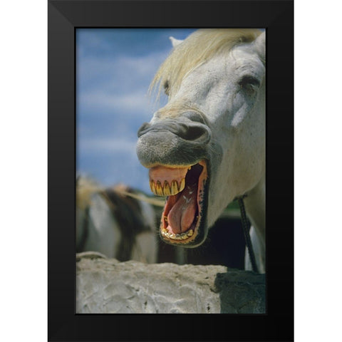 Horse laughing Black Modern Wood Framed Art Print by Fitzharris, Tim