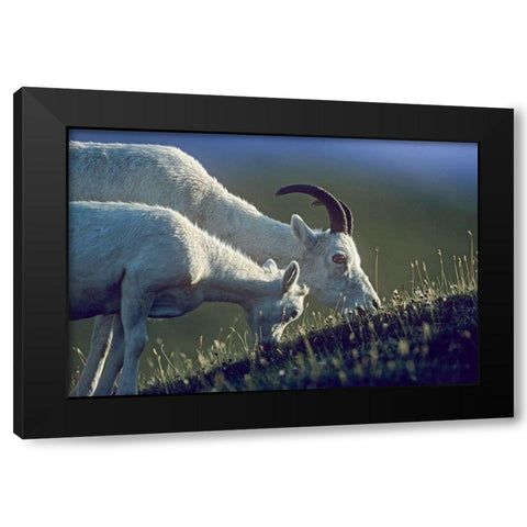 Dalls sheep mother and lamb Black Modern Wood Framed Art Print with Double Matting by Fitzharris, Tim