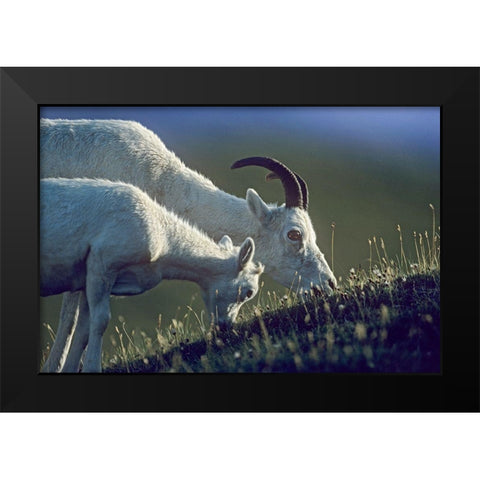 Dalls sheep mother and lamb Black Modern Wood Framed Art Print by Fitzharris, Tim