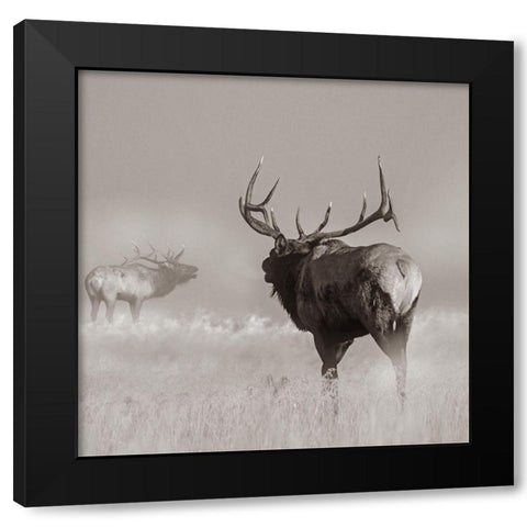 Bull elk challenge Sepia Black Modern Wood Framed Art Print with Double Matting by Fitzharris, Tim