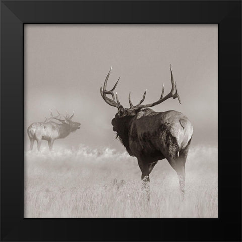 Bull elk challenge Sepia Black Modern Wood Framed Art Print by Fitzharris, Tim