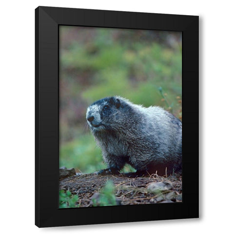 Hoary Marmot Black Modern Wood Framed Art Print by Fitzharris, Tim