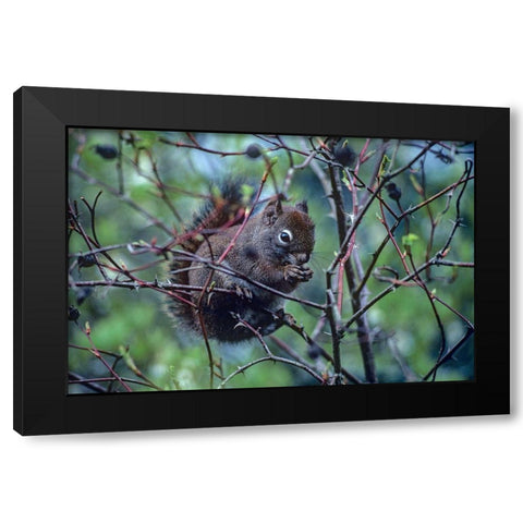 Red Squirrel eating rosehips Black Modern Wood Framed Art Print with Double Matting by Fitzharris, Tim