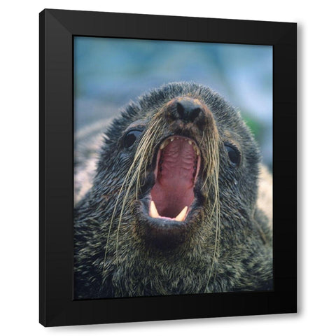 Northern Fur Seal Black Modern Wood Framed Art Print with Double Matting by Fitzharris, Tim