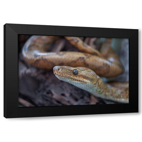 Tree boa snake Black Modern Wood Framed Art Print with Double Matting by Fitzharris, Tim