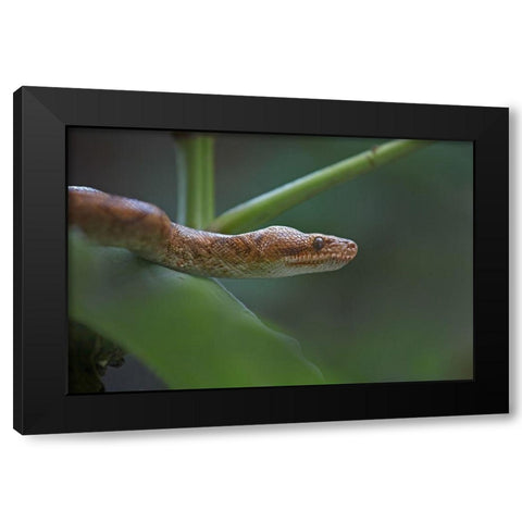 Tree boa snake Black Modern Wood Framed Art Print with Double Matting by Fitzharris, Tim