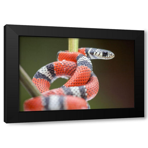 False coral snake Black Modern Wood Framed Art Print by Fitzharris, Tim