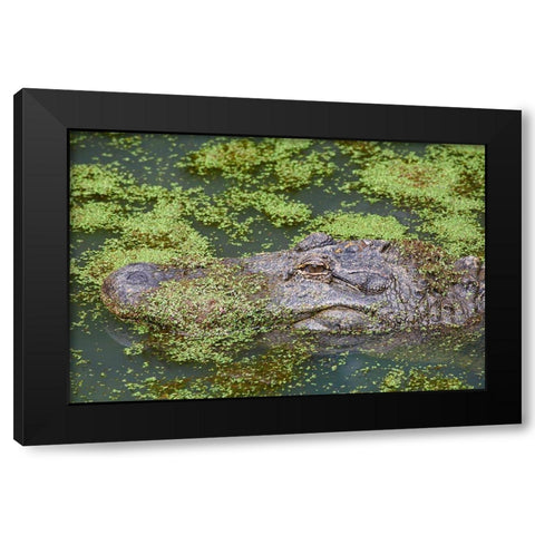 American alligator camouflaged among duckweed Black Modern Wood Framed Art Print by Fitzharris, Tim