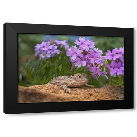 Horny toad lizard among prairie verbena Black Modern Wood Framed Art Print with Double Matting by Fitzharris, Tim