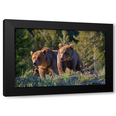 Grizzly bear cubs Black Modern Wood Framed Art Print with Double Matting by Fitzharris, Tim