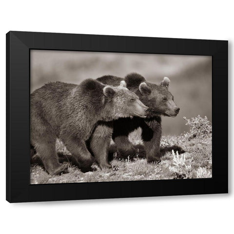 Grizzly bear cubs Sepia Black Modern Wood Framed Art Print with Double Matting by Fitzharris, Tim