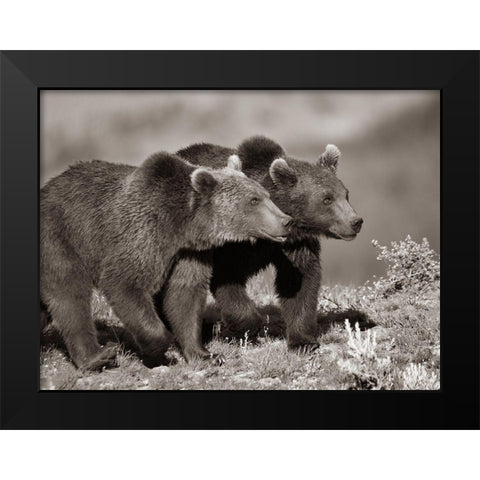 Grizzly bear cubs Sepia Black Modern Wood Framed Art Print by Fitzharris, Tim