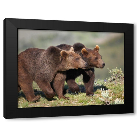 Grizzly bear cubs Black Modern Wood Framed Art Print with Double Matting by Fitzharris, Tim