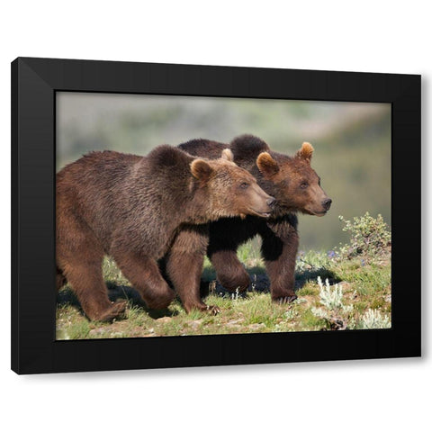 Grizzly bear cubs Black Modern Wood Framed Art Print by Fitzharris, Tim