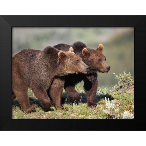 Grizzly bear cubs Black Modern Wood Framed Art Print by Fitzharris, Tim