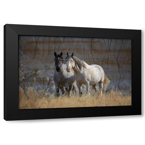 Wild horses Badlands Natl Park SD Black Modern Wood Framed Art Print by Fitzharris, Tim