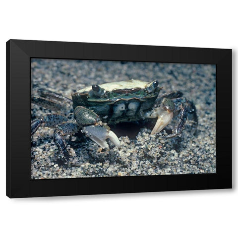 Sand crab Black Modern Wood Framed Art Print by Fitzharris, Tim