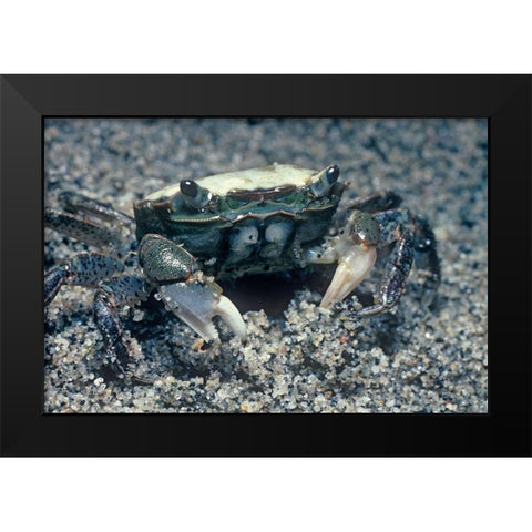 Sand crab Black Modern Wood Framed Art Print by Fitzharris, Tim