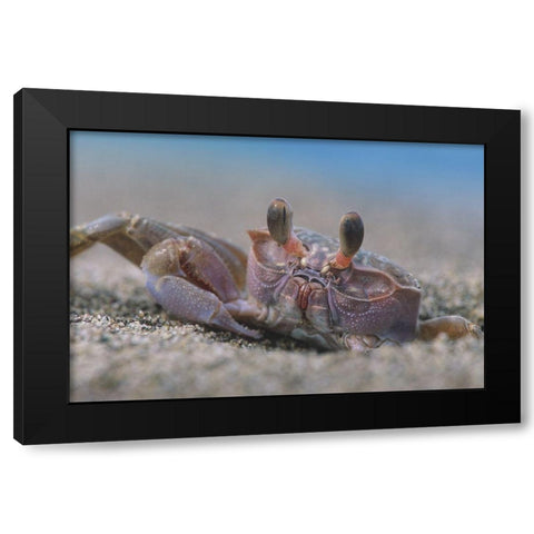 Crab Black Modern Wood Framed Art Print by Fitzharris, Tim