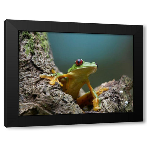 Gliding leaf frog Black Modern Wood Framed Art Print with Double Matting by Fitzharris, Tim