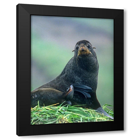 Northern Fur Seal Black Modern Wood Framed Art Print with Double Matting by Fitzharris, Tim