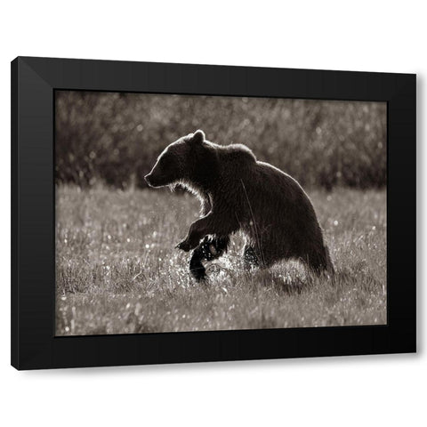 Grizzly bear Sepia Black Modern Wood Framed Art Print by Fitzharris, Tim