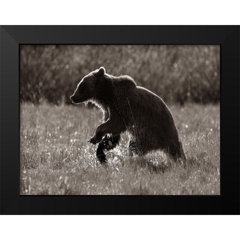 Grizzly bear Sepia Black Modern Wood Framed Art Print by Fitzharris, Tim