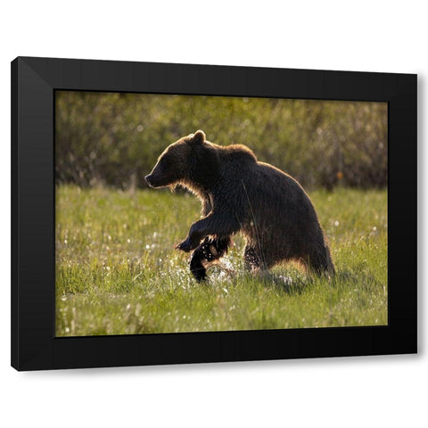 Grizzly bear Black Modern Wood Framed Art Print by Fitzharris, Tim