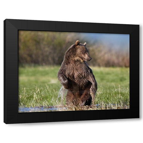 Grizzly bear Black Modern Wood Framed Art Print with Double Matting by Fitzharris, Tim