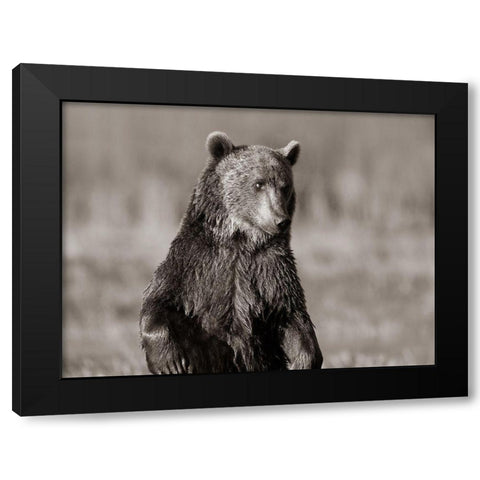 Grizzly bear Sepia Black Modern Wood Framed Art Print by Fitzharris, Tim