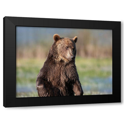 Grizzly bear Black Modern Wood Framed Art Print with Double Matting by Fitzharris, Tim