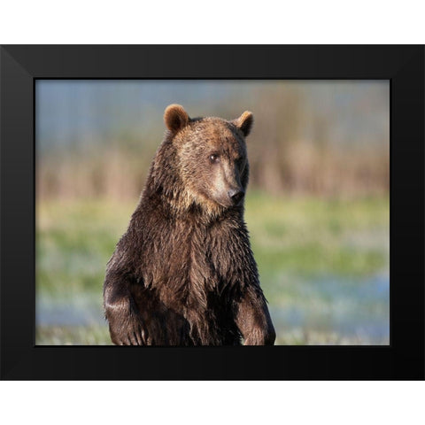 Grizzly bear Black Modern Wood Framed Art Print by Fitzharris, Tim