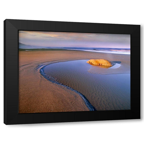 Seastars on rock Beach Six Olympic Natl Park WA Black Modern Wood Framed Art Print by Fitzharris, Tim