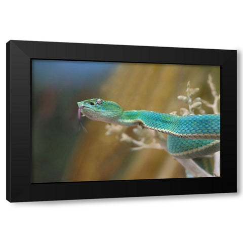 Side-striped palm pit viper snake Black Modern Wood Framed Art Print with Double Matting by Fitzharris, Tim