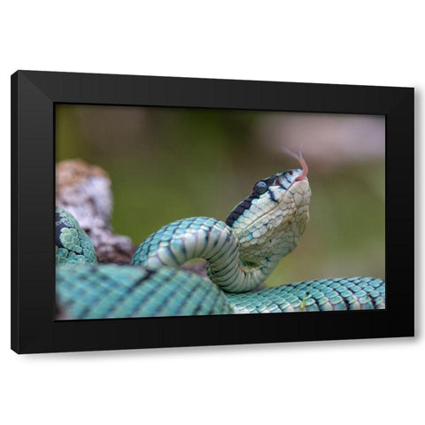 Green pit viper snake Black Modern Wood Framed Art Print by Fitzharris, Tim