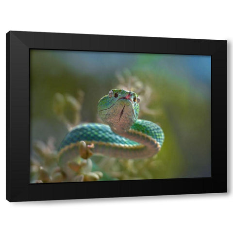 Side-striped palm pit viper snake Black Modern Wood Framed Art Print with Double Matting by Fitzharris, Tim