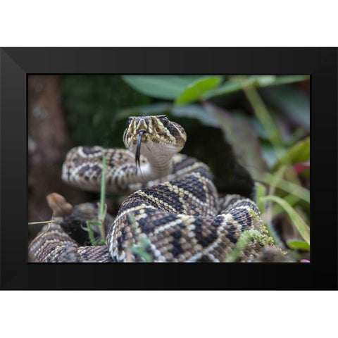 Eastern diamondback rattlesnake baby Black Modern Wood Framed Art Print by Fitzharris, Tim