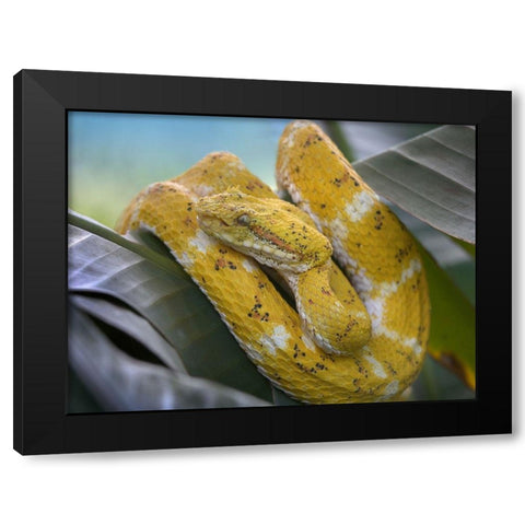Yellow eyelash pit viper snake Black Modern Wood Framed Art Print by Fitzharris, Tim