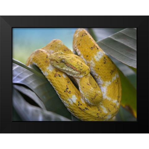 Yellow eyelash pit viper snake Black Modern Wood Framed Art Print by Fitzharris, Tim